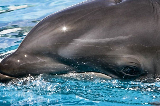 O cruzamento entre falsa-orca e golfinho, talvez, não ocorresse na natureza. No caso de Kekaimalu, ela surgiu pelo fato dos pais O cruzamento entre falsa-orca e golfinho, talvez, não ocorresse na natureza. No caso de Kekaimalu, ela surgiu pelo fato dos pais