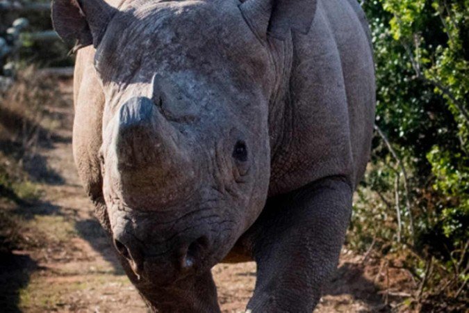 Munu estava sendo cercado por leões e poderia ter sido atacado - (crédito: Reprodução/site Shannon Elizabeth) Munu estava sendo cercado por leões e poderia ter sido atacado - (crédito: Reprodução/site Shannon Elizabeth)