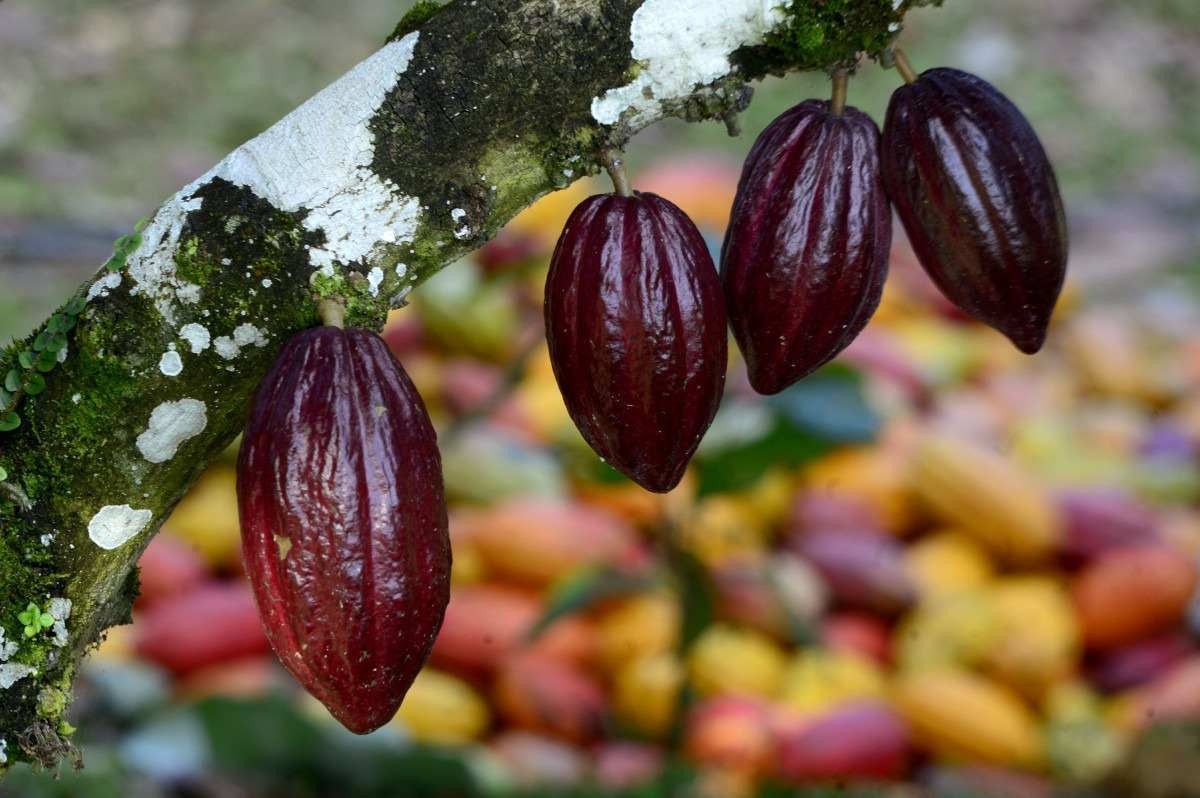  Produção de cacau em Ilhéus, na Bahia. Formação de sucessores nas pequenas lavouras. 