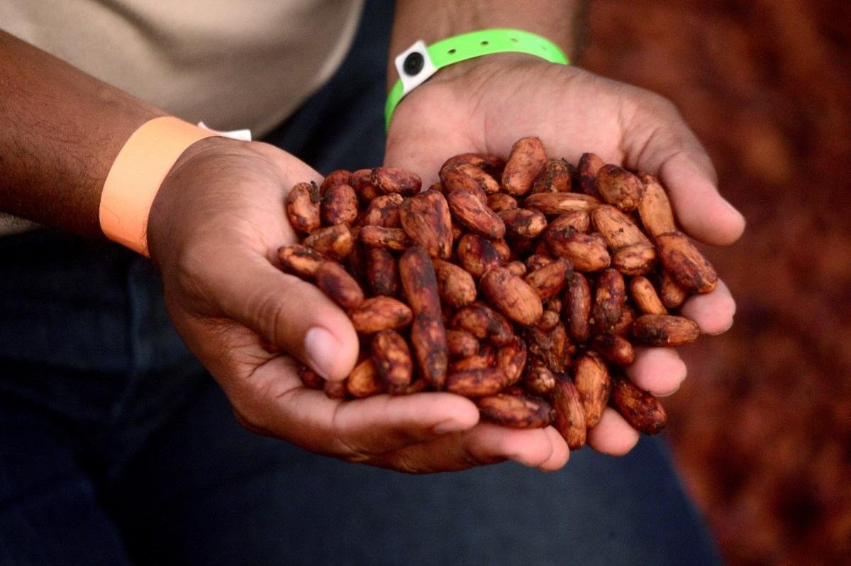  Produção de cacau em Ilhéus, na Bahia. Formação de sucessores nas pequenas lavouras. 