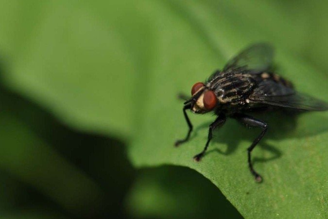 Saliva de mosca ajuda a produzir energia sustentável -  (crédito: Reprodução/ unsplash )