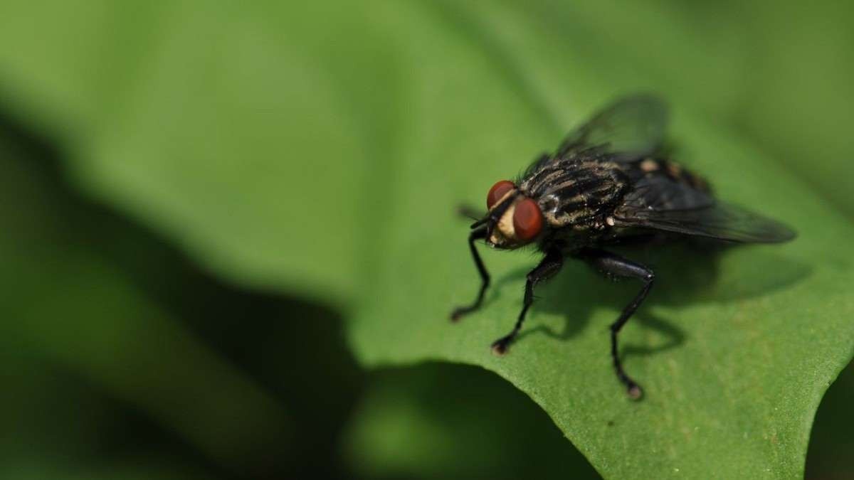 Saliva de mosca ajuda a produzir energia sustentável