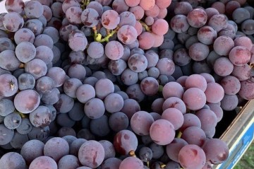 A vinícola conta com 13 hectares de plantação de uva, que são usadas na produção de vinho -  (crédito: Yasmin Rajab/CB/D.A Press)