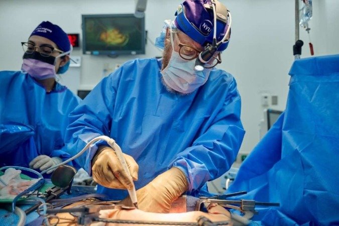 Xenotransplante feito na Universidade de Nova York. Após a cirurgia, rins aram a produzir urina - (crédito: Joe Carrotta/Divulgação ) Xenotransplante feito na Universidade de Nova York. Após a cirurgia, rins aram a produzir urina - (crédito: Joe Carrotta/Divulgação )
