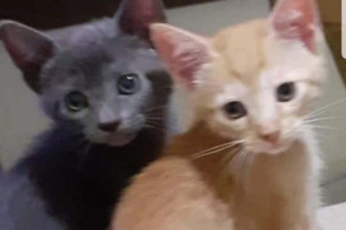 Gatos esperam por adoção - (crédito: Acervo pessoal) Gatos esperam por adoção - (crédito: Acervo pessoal)