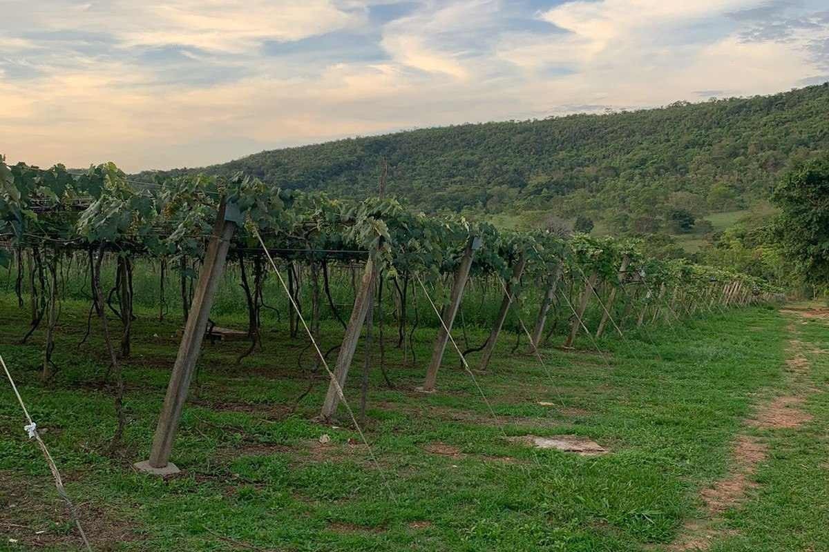 A vinícola conta com 13 hectares de plantação de uva, que são usadas na produção de vinho