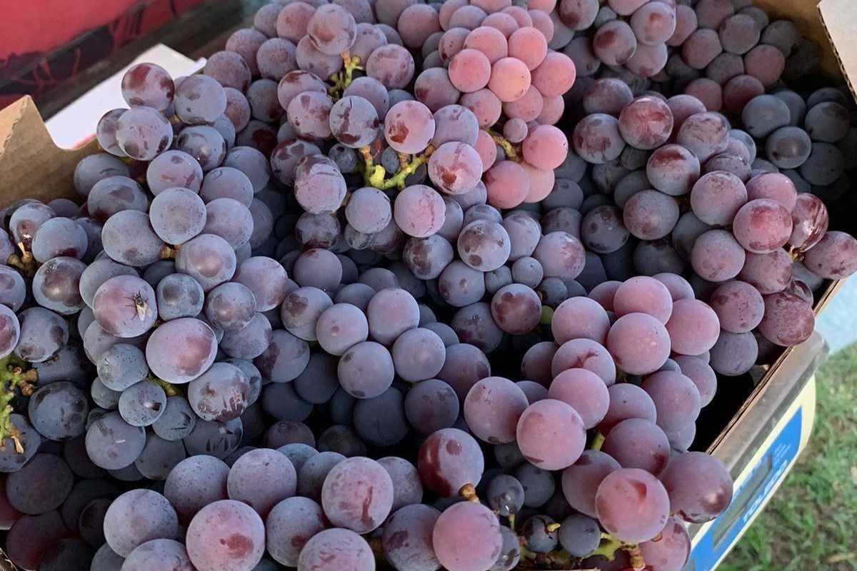 A vinícola conta com 13 hectares de plantação de uva, que são usadas na produção de vinho