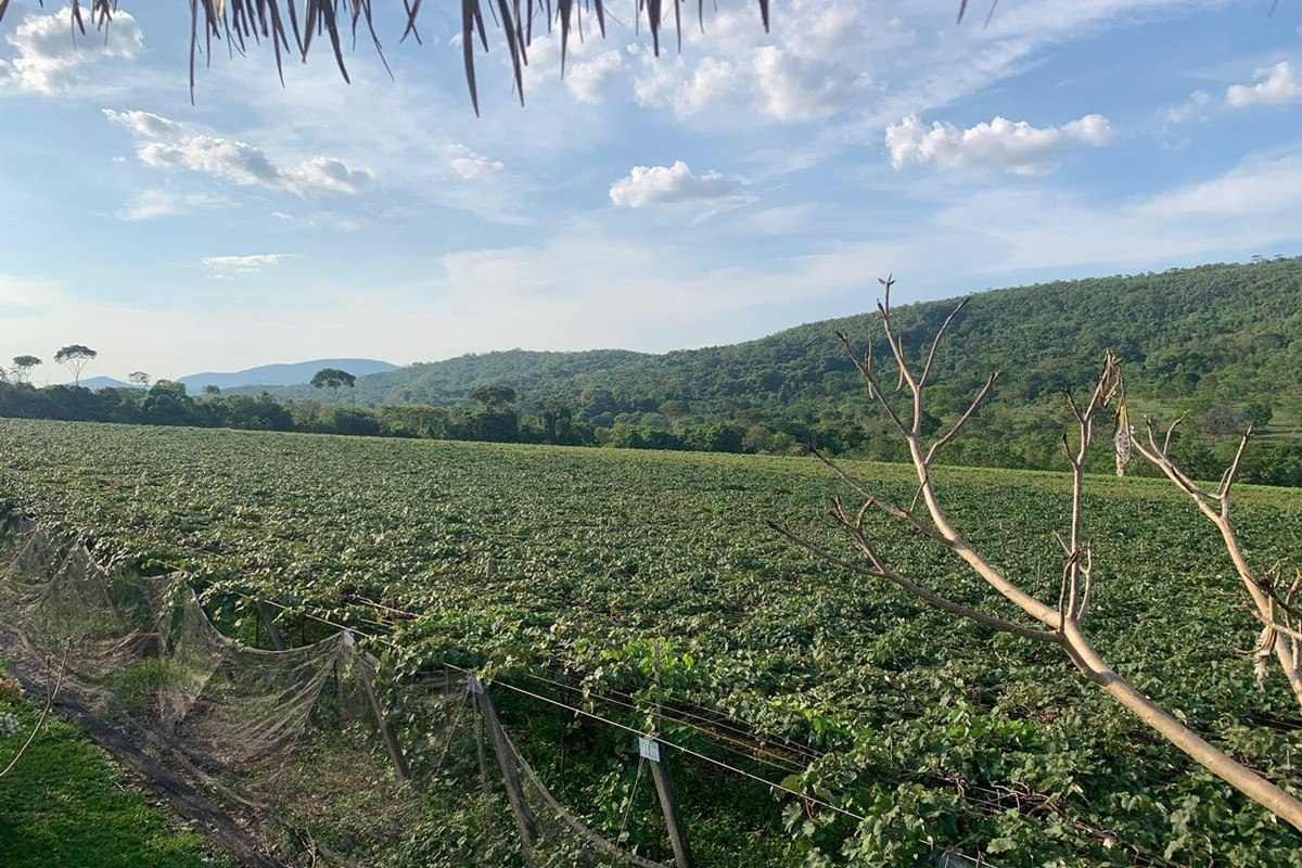 A vinícola conta com 13 hectares de plantação de uva, que são usadas na produção de vinho