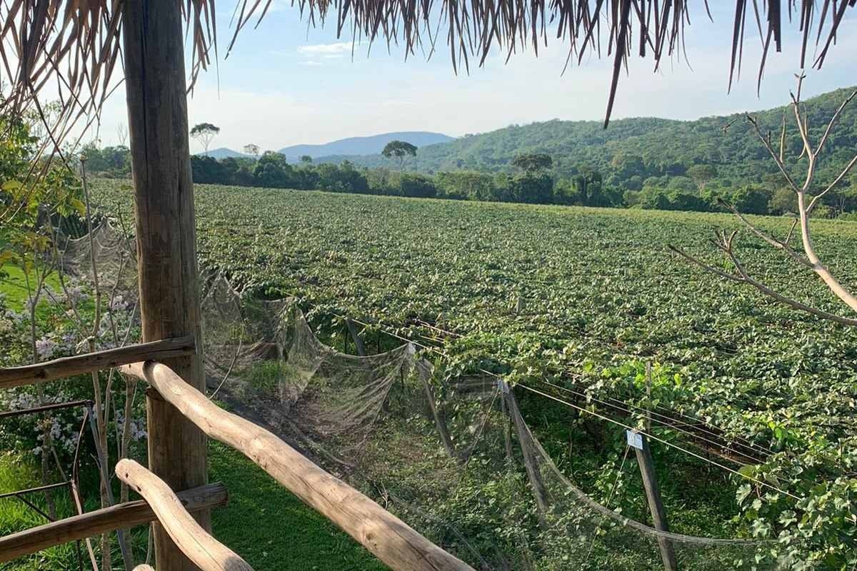 A vinícola conta com 13 hectares de plantação de uva, que são usadas na produção de vinho