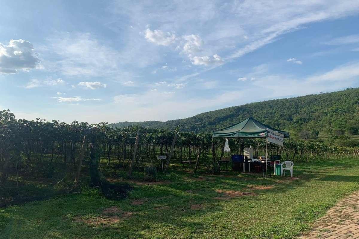 A vinícola conta com 13 hectares de plantação de uva, que são usadas na produção de vinho