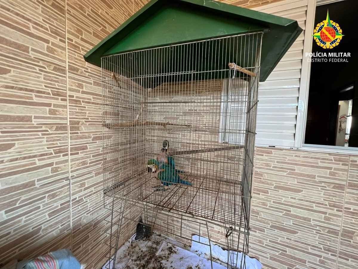 Aves criadas irregularmente em cativeiro são apreendidas em Samambaia