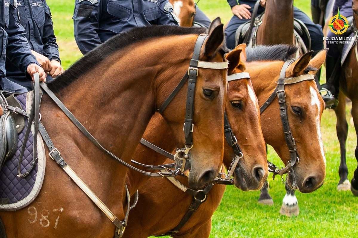 PM irá adquirir nova tropa de cavalos para substituir animais que se aposentarão