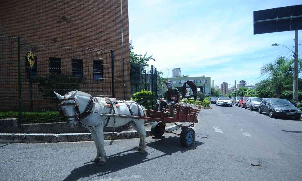 Vereadores aprovam projeto de lei que antecipa fim das carroças em BH