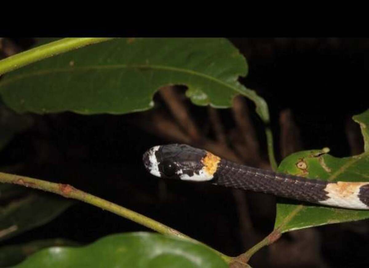 O registro foi feito por acaso, durante uma trilha noturna na Amazônia em busca de sapos e serpentes -  (crédito: @projetosuacuboia)