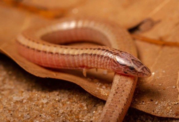 Luís Felipe Carvalho de Lima