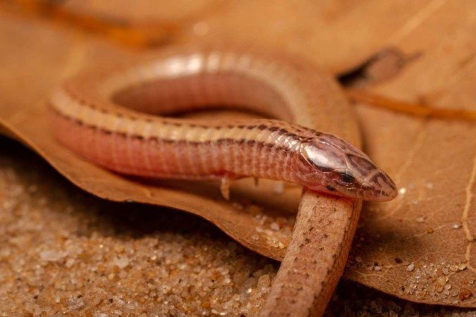 Indivíduo de Bachia psamophila encontrado após décadas de ausência de registros - (crédito: Luís Felipe Carvalho de Lima) Indivíduo de Bachia psamophila encontrado após décadas de ausência de registros - (crédito: Luís Felipe Carvalho de Lima)