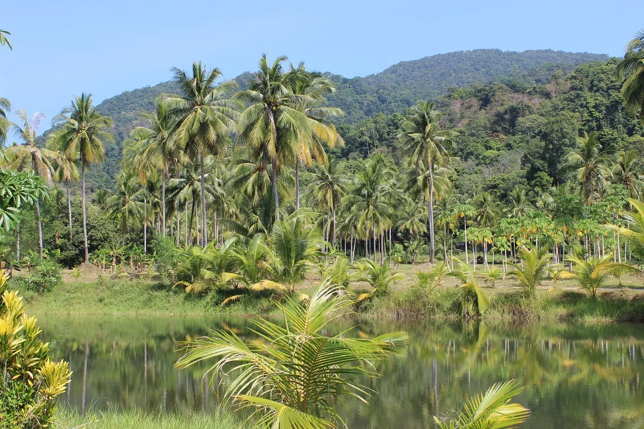 As florestas têm imensa importância para a preservação do nosso habitat natural, essencial para a vida humana e animal.   -  (crédito: blackend464 pixabay)