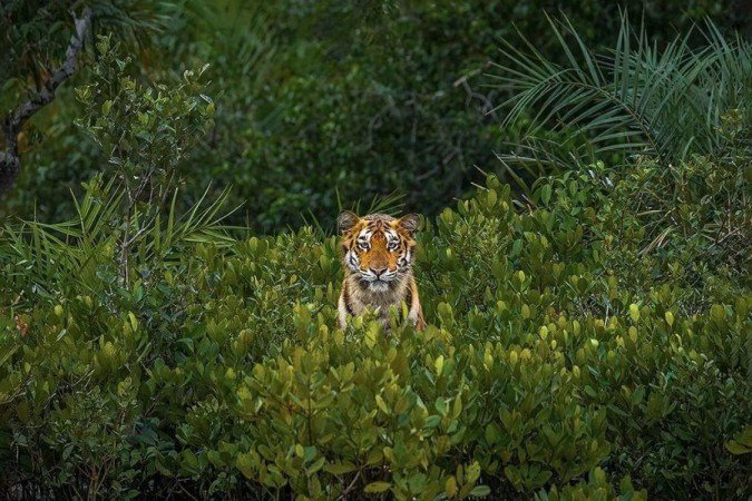 O incrível olhar de jovem tigresa que rendeu prêmio de fotografia de mangues - (crédito: SOHAM BHATTACHARYYA) O incrível olhar de jovem tigresa que rendeu prêmio de fotografia de mangues - (crédito: SOHAM BHATTACHARYYA)