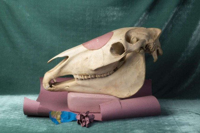 Exposição Estomacal, de Raquel Nava, questiona certos hábitos humanos