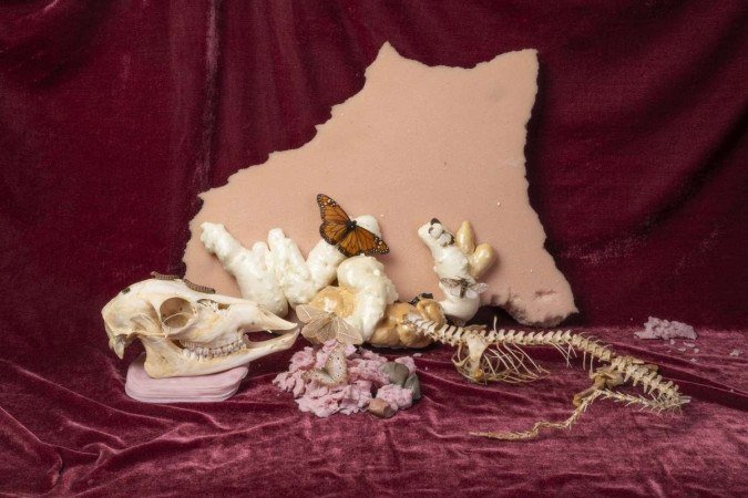 Naturezas mortas inspiraram algumas imagens da artista