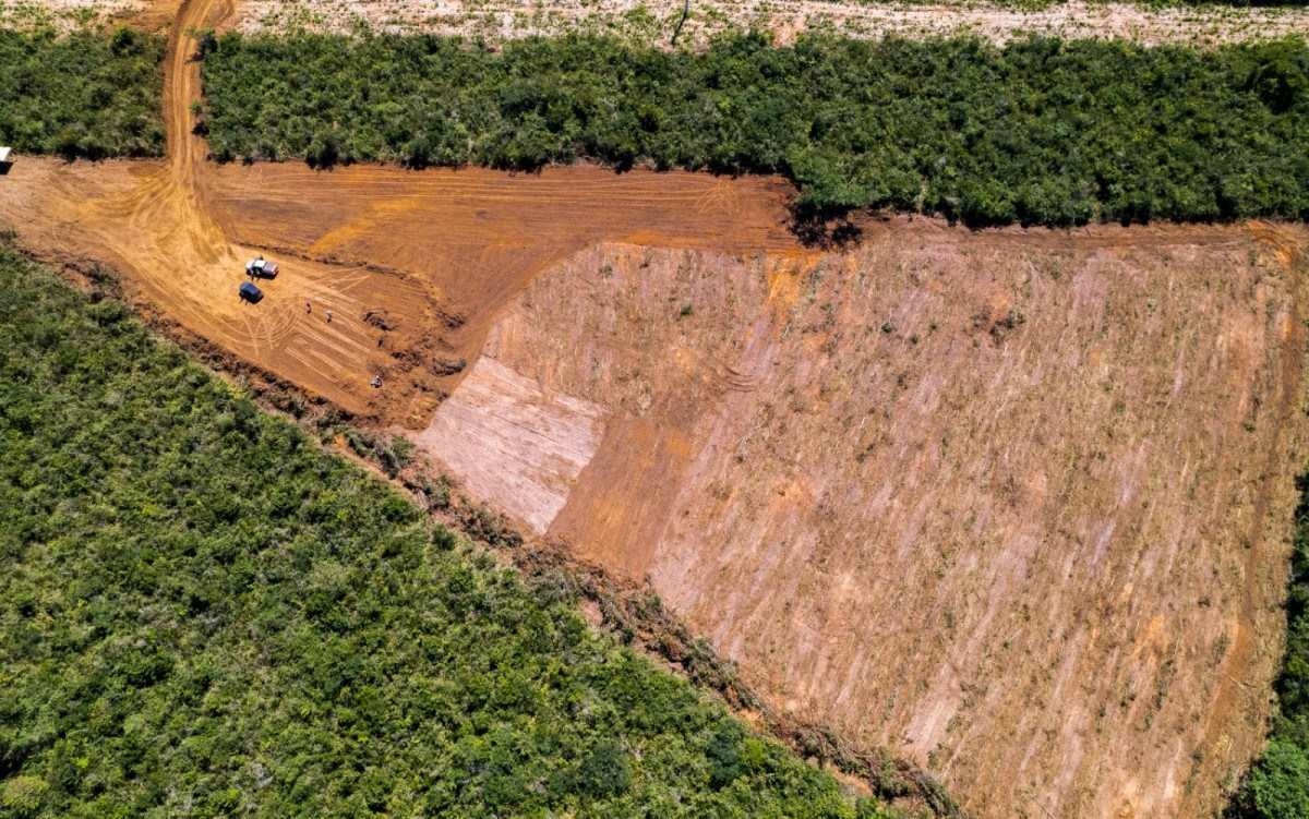 Desmatamento no Cerrado aumenta e especialistas alertam para consequências