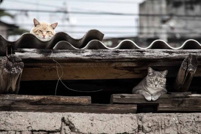 Os animais foram encontrados em caixas pregadas com tábuas de madeira - (crédito: Reprodução/Freepik) Os animais foram encontrados em caixas pregadas com tábuas de madeira - (crédito: Reprodução/Freepik)