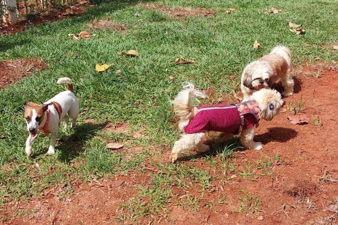 Cachorros brincam no ParCão do Sudoeste - (crédito: Raquel Lima/CB) Cachorros brincam no ParCão do Sudoeste - (crédito: Raquel Lima/CB)