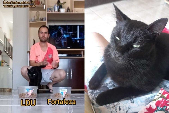 Gatinho Milu errou previsão de que Fortaleza venceria Copa Sul-Americana - (crédito: Reprodução/TikTok @natandelicia17 - Reproção/X @Milugatovidente) Gatinho Milu errou previsão de que Fortaleza venceria Copa Sul-Americana - (crédito: Reprodução/TikTok @natandelicia17 - Reproção/X @Milugatovidente)