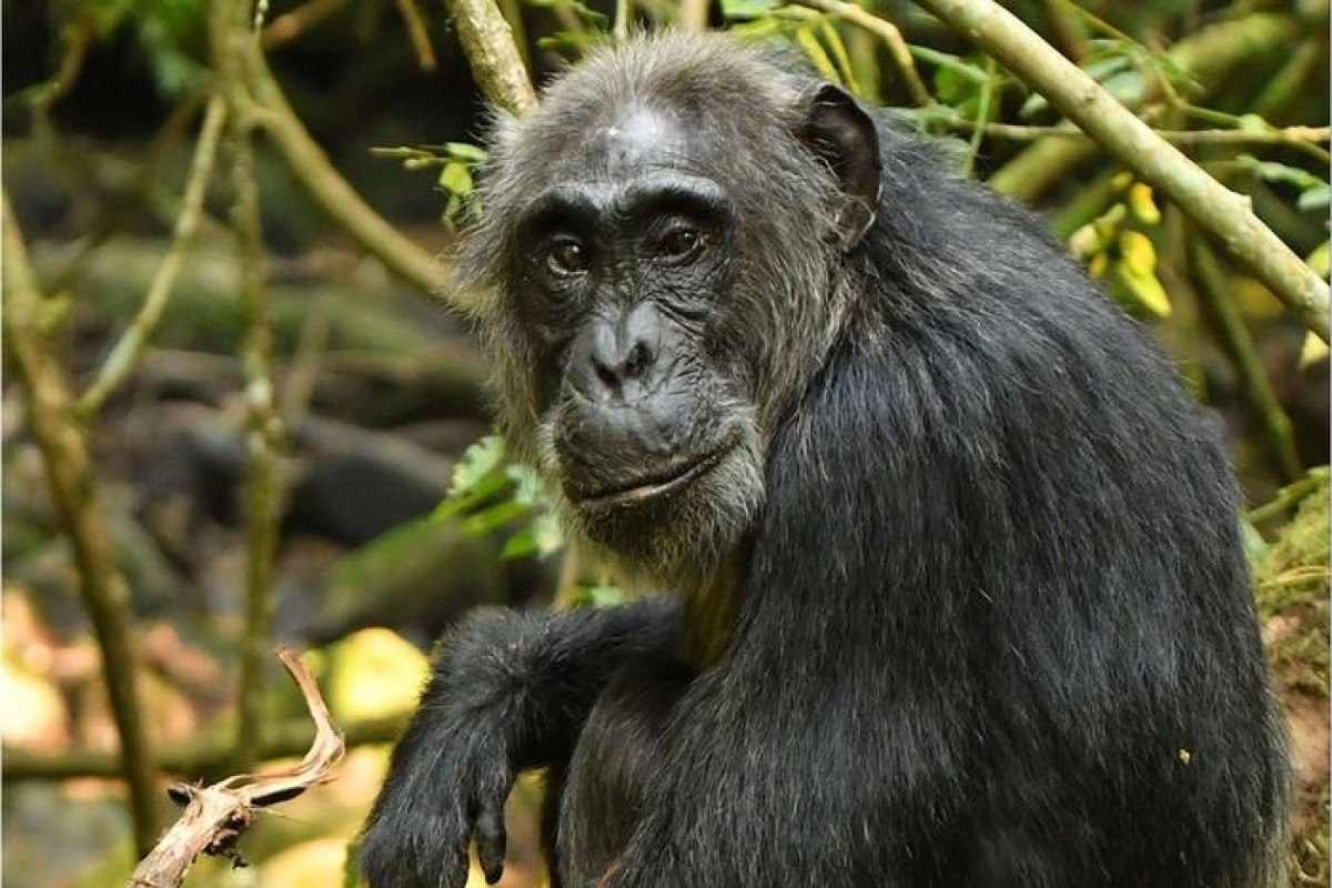 Chimpanzés também entram na menopausa, indica estudo 