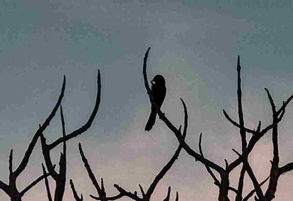 Alessandra Balestrassi