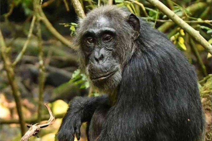 Estudo aponta que chimpanzés também entram na menopausa - (crédito: The Ngogo Chimpanzee Project/Divulgação) Estudo aponta que chimpanzés também entram na menopausa - (crédito: The Ngogo Chimpanzee Project/Divulgação)