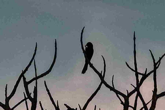 Passarinho no alto dos galhos secos de uma &aacute;rvore do cerrado, por Alessandra Balestrassi -  (crédito: Alessandra Balestrassi)