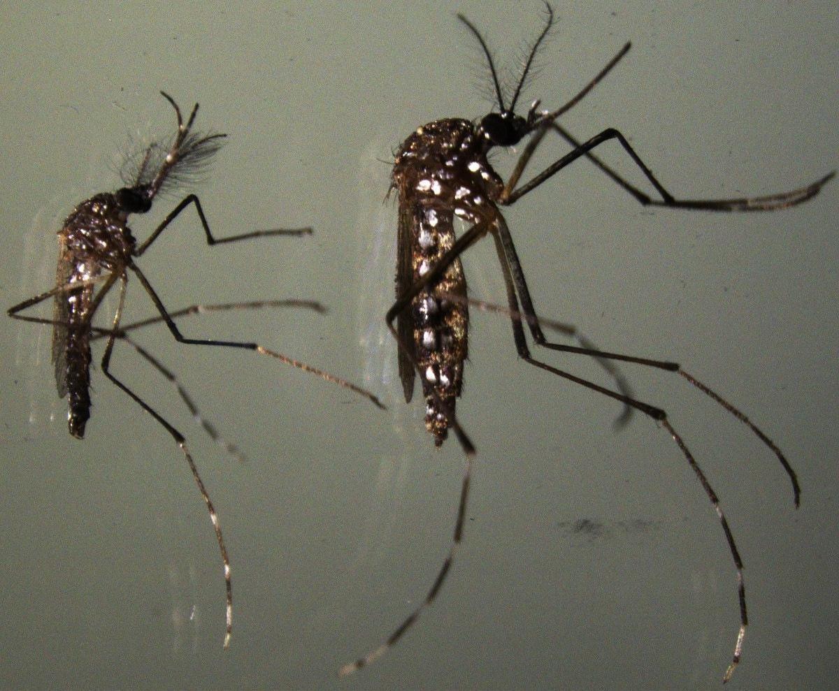 Dengue: saiba causas, sintomas e prevenção