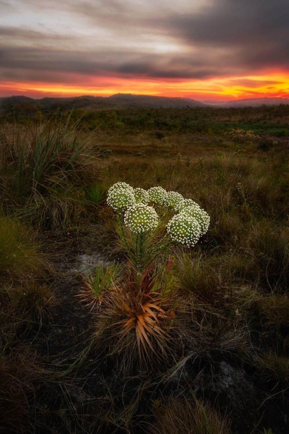 Registro de Haissam Massouh de um chuveirinho