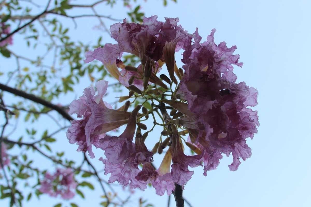 Cacho de flores de ip&ecirc; fotografado por Lillian Bento 