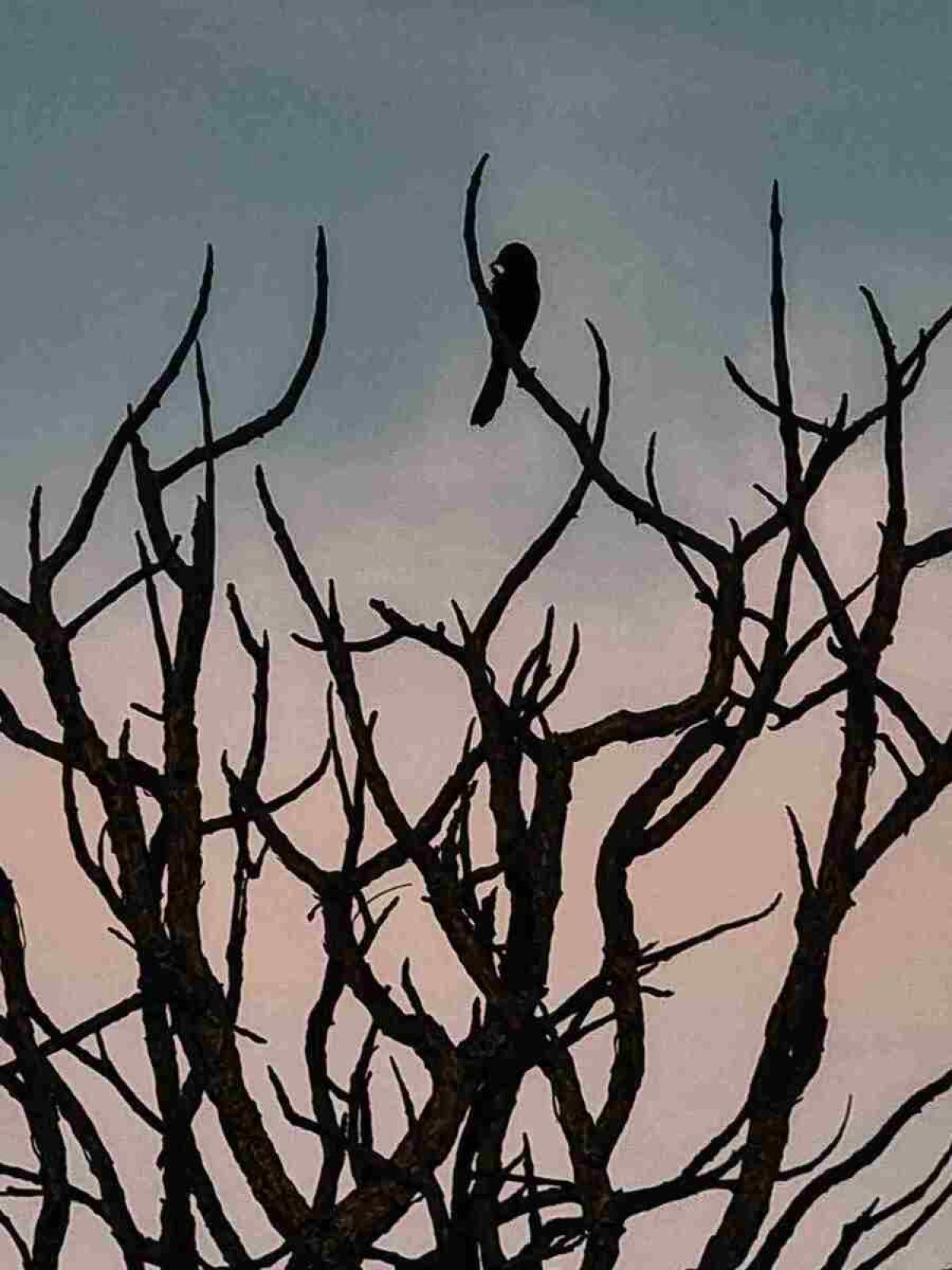 Passarinho no alto dos galhos secos de uma &aacute;rvore do cerrado, por Alessandra Balestrassi