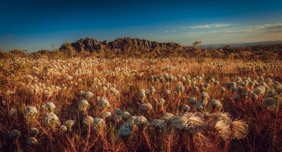 Campo de sempre-vivas na Chapada dos Veadeiros, em registro de Haissam Massouh 