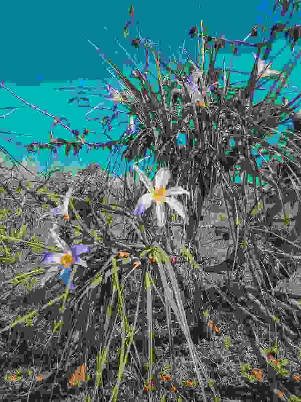 Flora&ccedil;&atilde;o de canela-de-ema fotografada por Alessandra Balestrassi