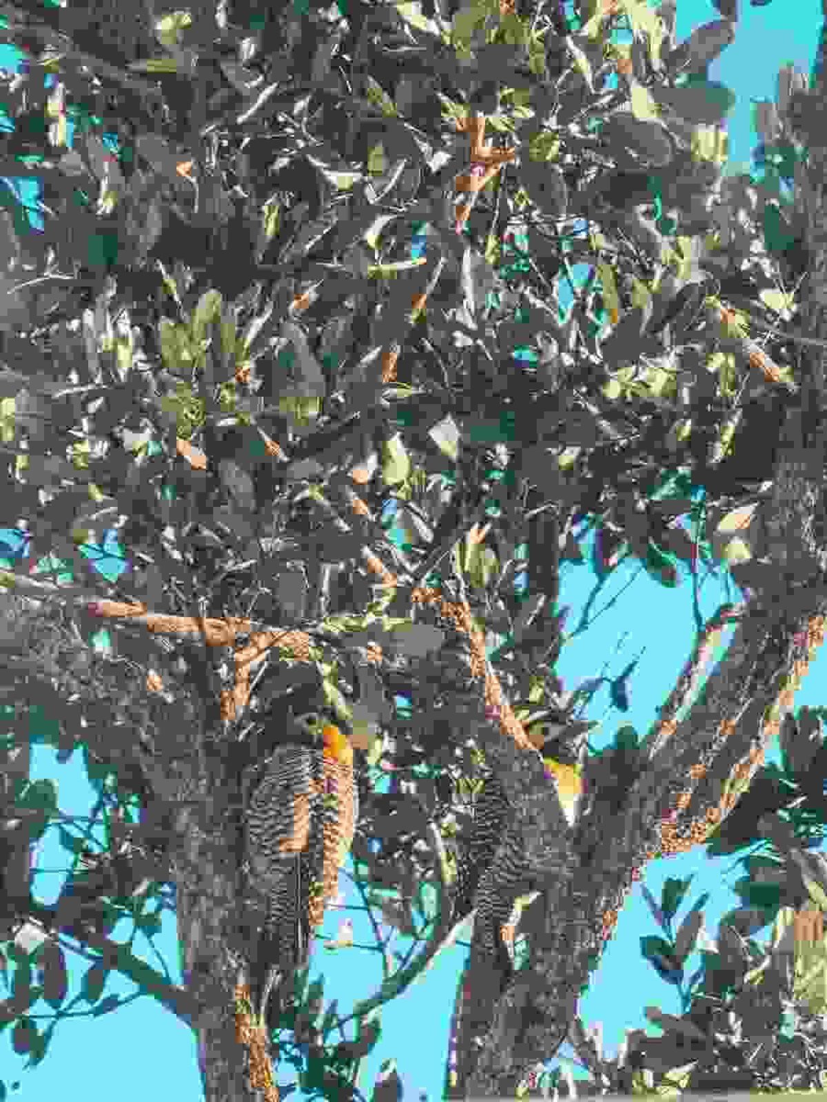 Pica-paus-amarelos em foto feita por Alessandra Balestrassi