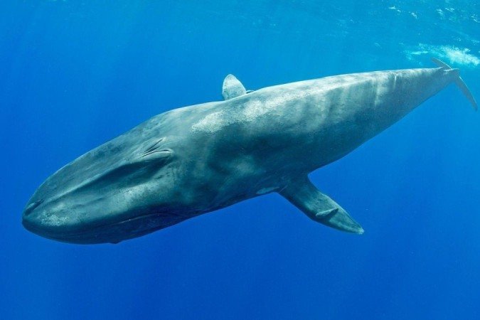 Há um grupo de baleias-azuis-anãs no Oceano Índico que nunca foi visto por olhos humanos — mas cujo canto podemos ouvir - (crédito: Getty Images) Há um grupo de baleias-azuis-anãs no Oceano Índico que nunca foi visto por olhos humanos — mas cujo canto podemos ouvir - (crédito: Getty Images)