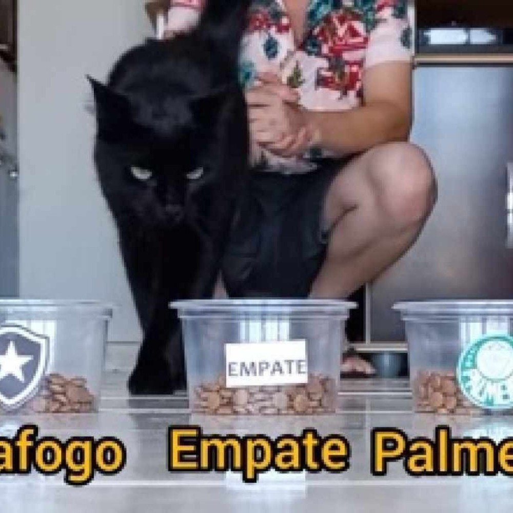 Botafogo x Palmeiras: gato 'vidente' revela quem vencerá jogo decisivo
