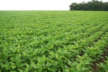 Atualmente, mais de 87% dos fertilizantes usados pela agricultura brasileira são importados -  (crédito: Marin Skidmore/Divulgação )