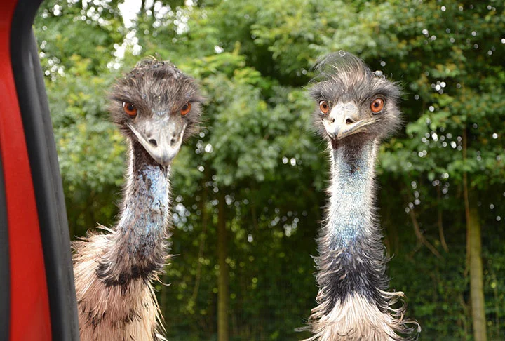 Ô + Imagens Vídeos Quem ganhou Aus Sobre Guerra aos Emus, também