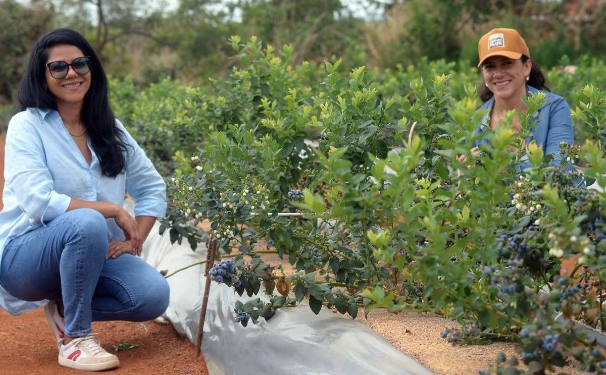  31/10/2023 Credito: Ed Alves/CB/DA.Press. Cidades. Produ&ccedil;&atilde;o de Mirtilo e os produtos com a Fruta. Produtoras - irm&atilde;s e Socias Leandra Lima (bon&eacute;) e Zuliene Lima. 