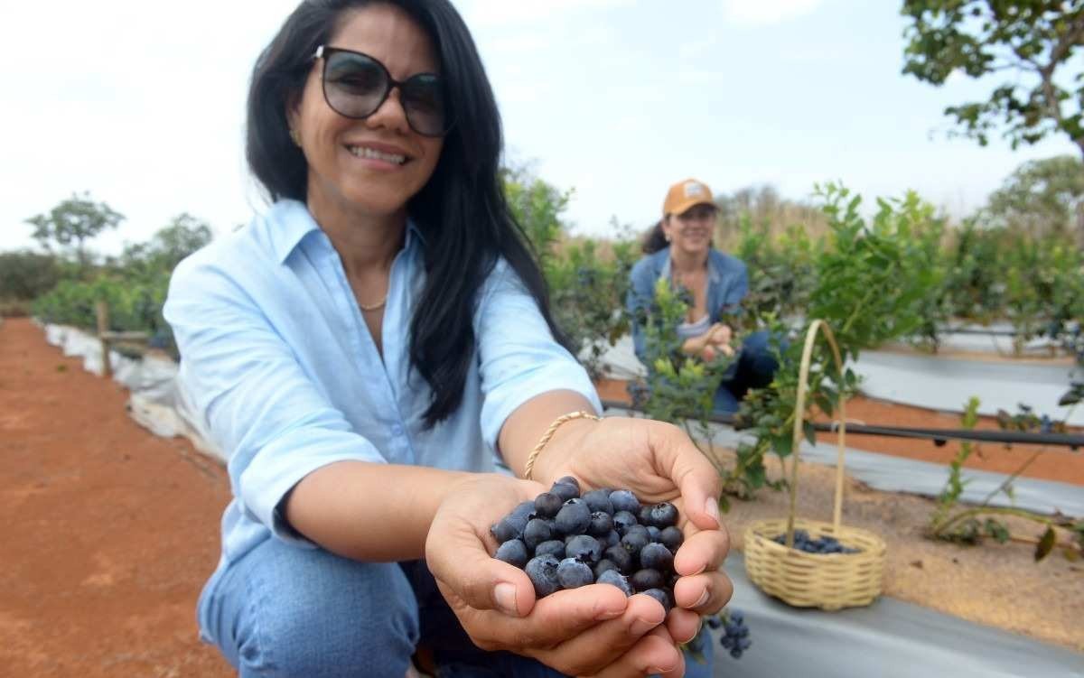  31/10/2023 Credito: Ed Alves/CB/DA.Press. Cidades. Produ&ccedil;&atilde;o de Mirtilo e os produtos com a Fruta. Produtoras - irm&atilde;s e Socias Leandra Lima (bon&eacute;) e Zuliene Lima. 