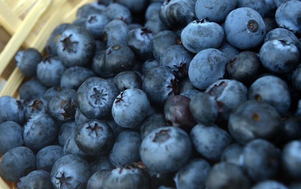 A produ&ccedil;&atilde;o se concentra no Sul do pa&iacute;s, mas ganhou espa&ccedil;o na capital federal, regi&atilde;o estrat&eacute;gica para os produtores rurais das famosas frutinhas azul-arroxeadas