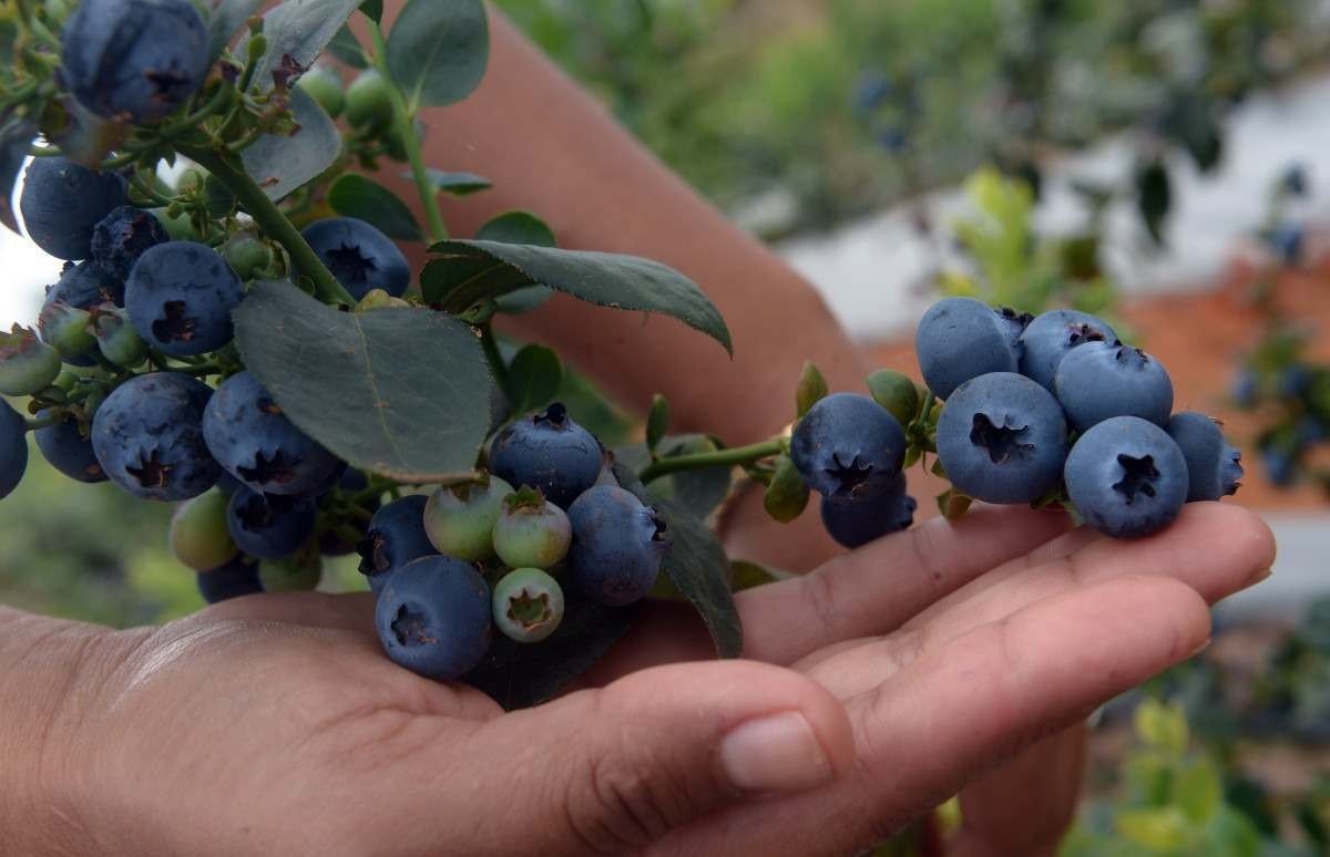  31/10/2023 Credito: Ed Alves/CB/DA.Press. Cidades. Produção de Mirtilo e os produtos com a Fruta. Produtoras - irmãs e Socias Leandra Lima (boné) e Zuliene Lima. 