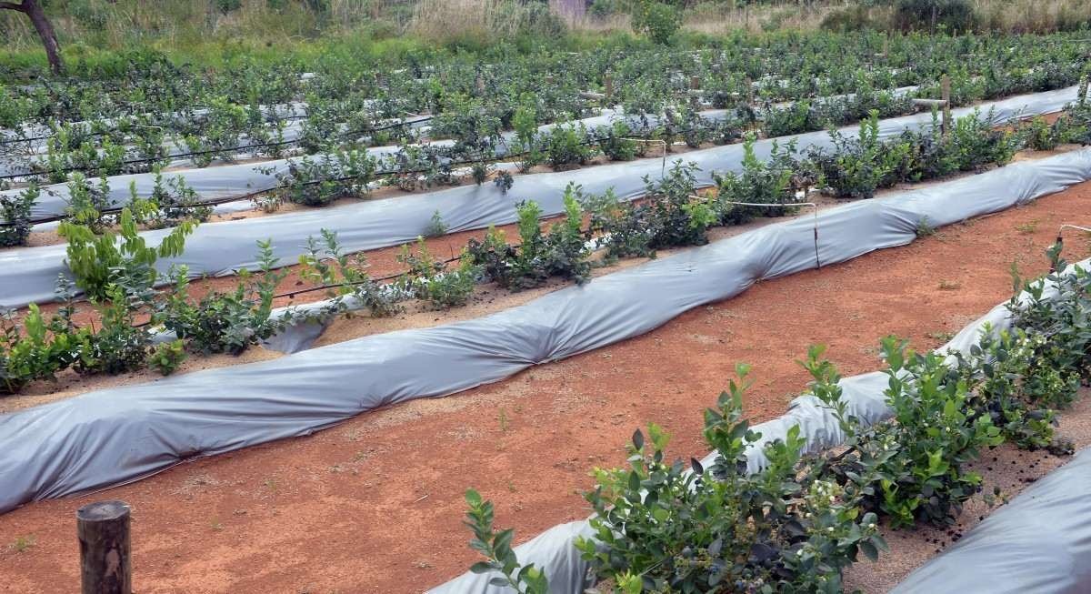 31/10/2023 Credito: Ed Alves/CB/DA.Press. Cidades. Produ&ccedil;&atilde;o de Mirtilo e os produtos com a Fruta. Produtoras - irm&atilde;s e Socias Leandra Lima (bon&eacute;) e Zuliene Lima. 