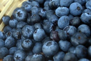 A produ&ccedil;&atilde;o se concentra no Sul do pa&iacute;s, mas ganhou espa&ccedil;o na capital federal, regi&atilde;o estrat&eacute;gica para os produtores rurais das famosas frutinhas azul-arroxeadas -  (crédito:  Ed Alves/CB/DA.Press)