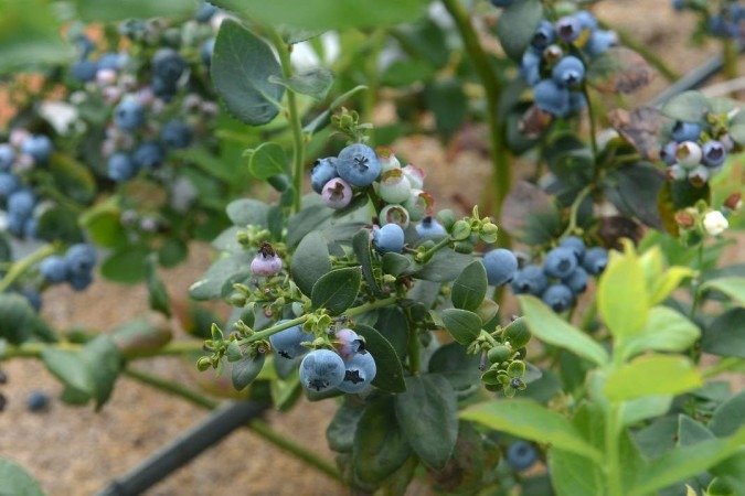  31/10/2023 Credito: Ed Alves/CB/DA.Press. Cidades. Produção de Mirtilo e os produtos com a Fruta. Produtoras - irmãs e Socias Leandra Lima (boné) e Zuliene Lima. 